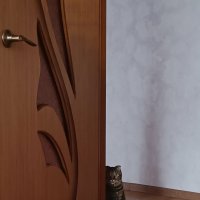 Кошачий следак ;-) :: Sergei Vikulov Кошачий следак ;-) :: Sergei Vikulov