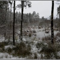 на болоте... :: Aleksandr Gal