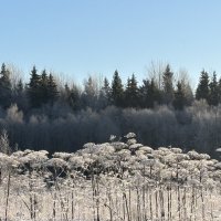 Опушка :: Ольга Савельева 