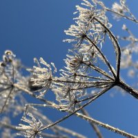 В инее :: Ольга Савельева 