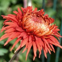 Из Никитского сада :: Татьяна Тюменка Из Никитского сада :: Татьяна Тюменка