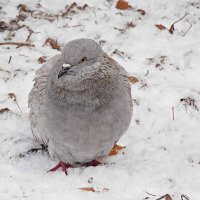 Зябко :: Лина 