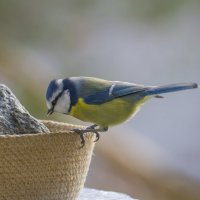 Лазоревка в гостях... :: Sergey (Apg)