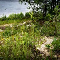 "Начало лета. Одуванчики и стрекоза"© :: Владимир Макаров