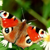 опять про бабочек...182 :: Александр Прокудин