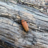 Кто такой усатый? :: Ирина ***