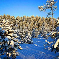 Морозная сказка зимнего леса! :: Владимир 