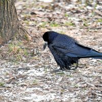 Печальный грач :: Валерий Иванович Печальный грач :: Валерий Иванович