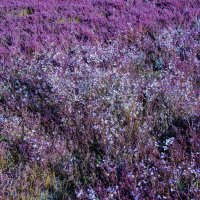 Заросли :: Анатолий Чикчирный Заросли :: Анатолий Чикчирный