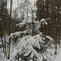 В зимней шубке :: Любовь Сахарова