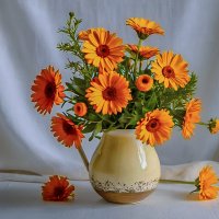 Календула :: Aleksey Afonin