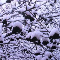 Всё украсил снег :: Людмила Смородинская