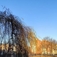 Декабрьское солнце. :: Ольга Декабрьское солнце. :: Ольга