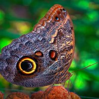 Бабочка калиго, или бабочка-сова :: Aleksey Afonin Бабочка калиго, или бабочка-сова :: Aleksey Afonin