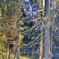 *** :: Ольга Попова (popova/j2011) *** :: Ольга Попова (popova/j2011)