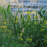 июнь :: Елена Шаламова июнь :: Елена Шаламова