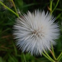 пушистик :: Елена Шаламова