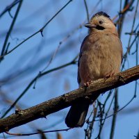 Сойка... :: Николай Саржанов Сойка... :: Николай Саржанов