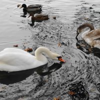 Лебеди в городском парке :: Рита Симонова Лебеди в городском парке :: Рита Симонова