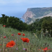 Природа Крыма :: Amazing Cosmea