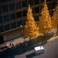 Зимний день Токио :: Civetta *** Зимний день Токио :: Civetta ***