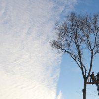 Казнь липы :: Елена Минина Казнь липы :: Елена Минина