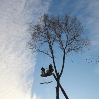 Казнь липы :: Елена Минина