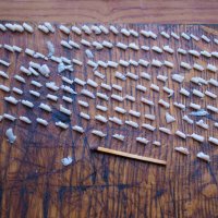 Сало для зимней подкормки синичек :: Александр Лычагин