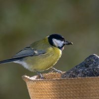 Синичка с добычей. :: Sergey (Apg)