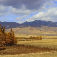 Рыжие курайские ландшафты :: елена беликова Рыжие курайские ландшафты :: елена беликова