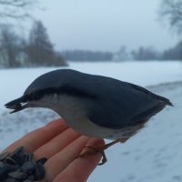 Поползень :: Сапсан 