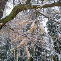 Осень :: Сапсан 