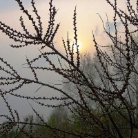 Туманный рассвет :: Галина Нестратова