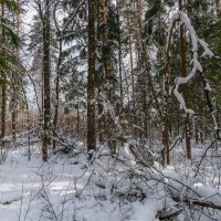 Зимний пейзаж :: Владимир Лазарев