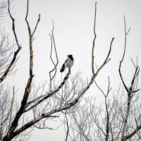 Высматривает :: Валерий Иванович