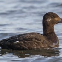 турпан. :: юрий макаров турпан. :: юрий макаров