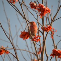 В одних тонах с зимним парком :: Татьяна Лютаева