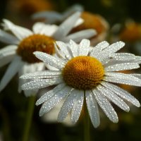 Доброе утро :: Юрий. Шмаков Доброе утро :: Юрий. Шмаков