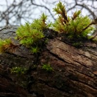 *** :: Ольга Попова (popova/j2011)