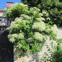 буйство лета :: Елена Шаламова