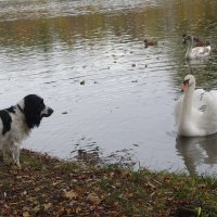 Лебеди в городском парке :: Рита Симонова