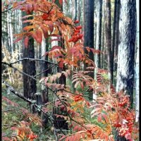 Рябина :: Марина 