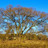 Природа в середине декабря. :: Милешкин Владимир Алексеевич Природа в середине декабря. :: Милешкин Владимир Алексеевич