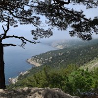 Природа Крыма :: Amazing Cosmea