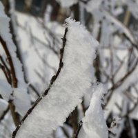 Кружева инея :: Ольга 