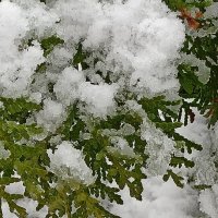 Вернётся ль всё-таки зима? :: veilins veilins