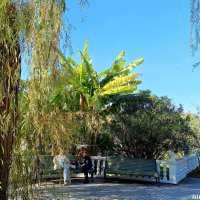 Адлер. Дендропарк "Южные культуры" :: Нина Бутко Адлер. Дендропарк "Южные культуры" :: Нина Бутко