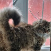 Господин в пушистых штанах идет на выход :) :: Наталья Господин в пушистых штанах идет на выход :) :: Наталья