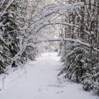 После снегопада :: Сергей Ц