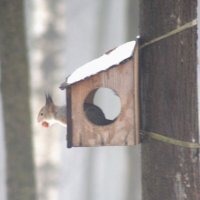 На кормушке :: Сергей Владимирович Егоров На кормушке :: Сергей Владимирович Егоров